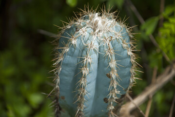 Poster - Close up of globe shaped cactus