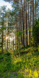 Fototapeta Perspektywa 3d - The nature of the taiga. Beautiful summer forest landscape with fir trees. Vertical format.