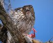 Cooper's Hawk with red squirrel prey on the tree branch