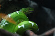 © sidoy - Amazon Basin emerald tree boa (Corallus batesii)