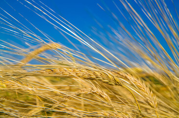 Wheat field with ears in the foreground.