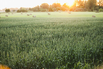 Poster - Beautiful sunset over a green field