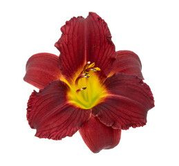 Wall Mural - Beautiful isolated burgundy daylily flower on white background