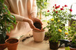 © Pixel-Shot - Woman repotting rose at home