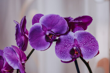 Wall Mural - Closeup shot of water droplets on a blooming Phalaenopsis violacea