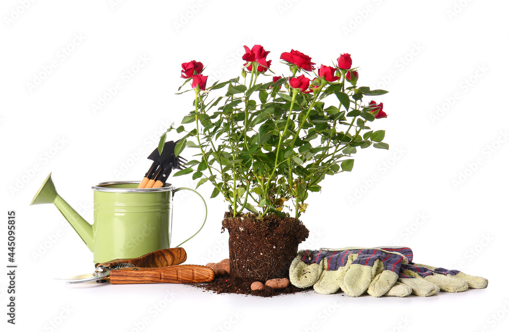 Rose plant and gardening supplies on white background