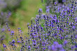 Blooming lavender fields in western Ukraine