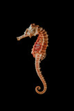 Fototapeta  - Dried seahorse skeleton on a black background