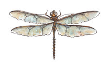 Watercolor Illustration Of Mechanical Dragonfly On White Background