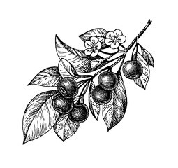 Wall Mural - cherry ink sketch.
