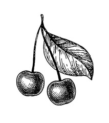 Wall Mural - Cherry ink sketch.