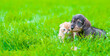 Dachshund puppy sits with ginger kitten on green summer grass