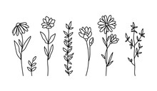 Wildflowers Black And White Clipart Bundle, Daisy And Chamomile Flower, Botanical Floral Isolated Elements, Meadow Flowers Vector
