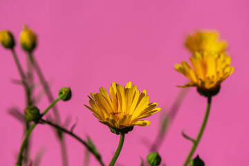 Wall Mural - Yellow Meadow Flowers on a Pink Background.