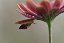 Snail On A Pink African Daisy Flower On A Blurred Background