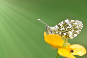 Sticker - Closeup shot of a butterfly on a yellow flower