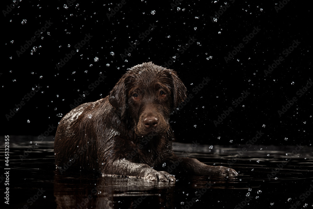 Portrait of chocolate color big Labrador Retriever dog in water splashes and drops posing isolated over dark background. Beauty and grace - obrazy, fototapety, plakaty 