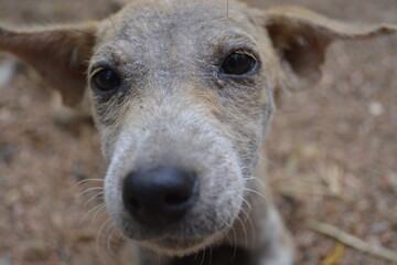 Close up of a dog