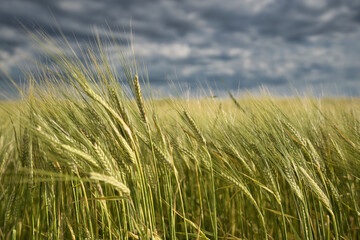 Canvas Print - Cornfield moves in the wind. Concept for agriculture and farmers