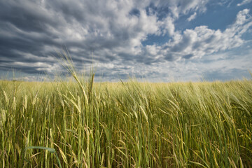 Canvas Print - Cornfield moves in the wind. Concept for agriculture and farmers