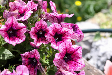 Canvas Print - Close up of purple petunia flowers in the garden in Spring time with blurred background