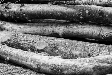 Canvas Print - Tree trunks laid on top of each other