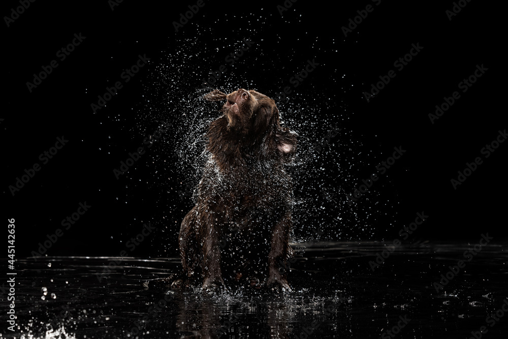 Summer wet mood. Portrait of chocolate color big Labrador dog playing in water splashes isolated over dark background. Beauty and grace. - obrazy, fototapety, plakaty 