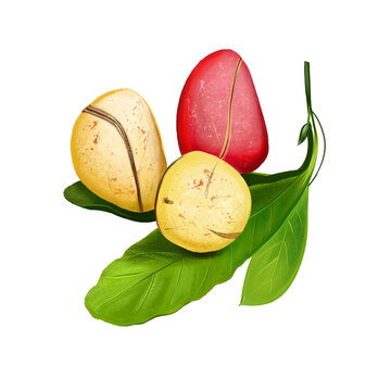 Kola nut fruit of Thai, tropical exotic food, dieting snack illustration isolated. Drawing of kola nut, natural stimulant, coke ingredient, botanic. Kola tree. Caffeine-containing nut Digital art.