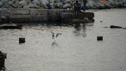 A seagull in flight hunts fish