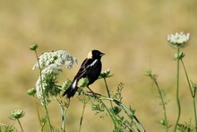 Colorful Male Bobolink Bird Sits Perched On Carrot Weed