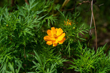 Wall Mural - Close-up of orange Cosmos flower