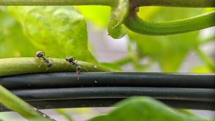 ant, attack on green leaves macro lens