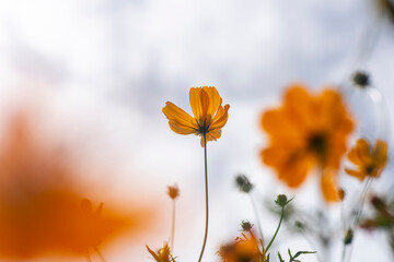Wall Mural - Close-up of orange Cosmos flower