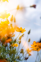 Wall Mural - Close-up of orange Cosmos flower