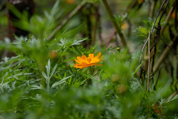 Wall Mural - Close-up of orange Cosmos flower
