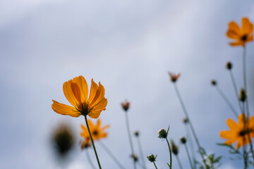 Wall Mural - Close-up of orange Cosmos flower