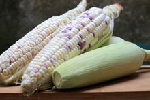 Fresh Waxy Corn, Organic Farm In Thailand.