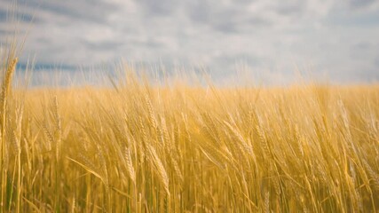 Poster - Cornfield moves in the wind. Concept for agriculture and farmers. A storm is coming and the weather can endanger the harvest in Munich, Bavaria.