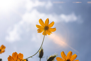 Wall Mural - Close-up of orange Cosmos flower