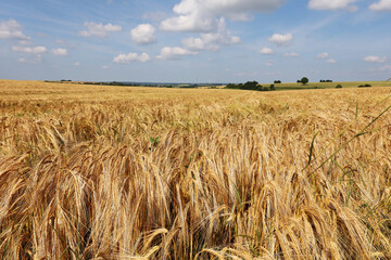 Sticker - Closeup of Rye ears ripen in the field during summer