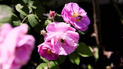 Canvas Print - Bee pollinating rose on sunny day, flowers in organic garden.