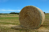 Fototapeta Zwierzęta - Stacks of straw - bales of hay, rolled into stacks left after harvesting of wheat ears, agricultural farm field with gathered crops rural. Balearic Islands, Majorca, Spain