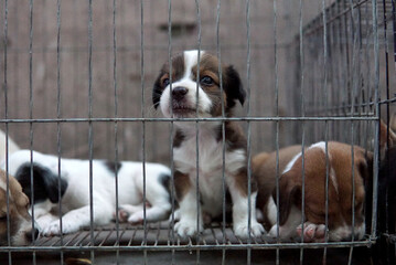 Poster - Closeup shot of a cute puppy in a cage on a blurred background