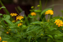 A Beautiful Background Of Green Leaves And Yellow Flowers With A Butterfly And Another Insect. 