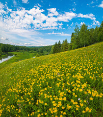 Wall Mural - Summer panoramic landscape with wildflowers and trees on a wide meadow, a winding river and a forest in the distance, clouds in the blue sky.