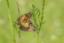 Pairing Of Two Meadow Brown Butterflies (Maniola Jurtina). Focus On The Middle Of The Pair.