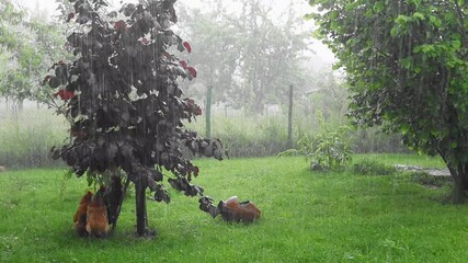 Sticker - A 4K footage of hens under the tree in a garden during the rain