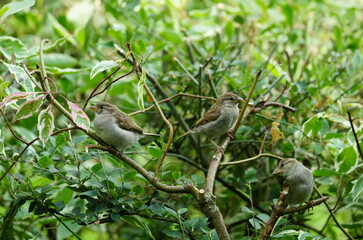 garden,hedge,living space,habitat,