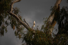 Horizontal Shot Of A White Cockatoo Standing On Top Of A Twig On A Cloudy Day With Grey Skies