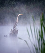 Gray crane on the Ural Lake in the fog, Russia